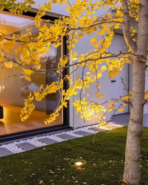 Een grondspot verlicht een ginkgo met gele bladeren voor een glazen gevel