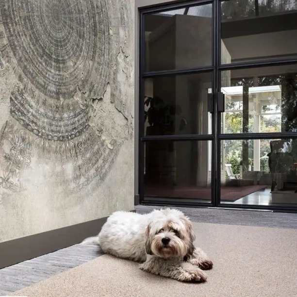 Hond ligt op een licht wollen karpet voor een stalen pui